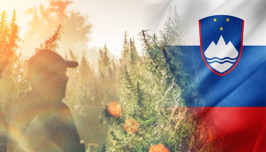 Sloveenia liigub meditsiinilise kanepi täieliku legaliseerimise suunas