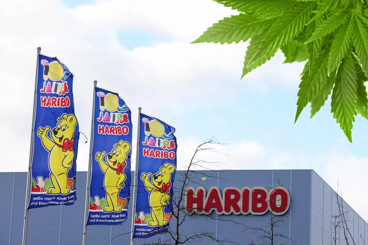 Haribo kutsub Hollandis tagasi kommipakid, millest avastati kanepi jääke