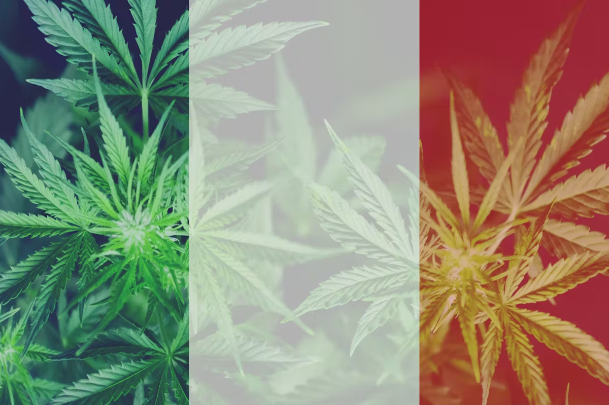 Prantsusmaa liigub lõpuks meditsiinilise kanepi legaliseerimise suunas