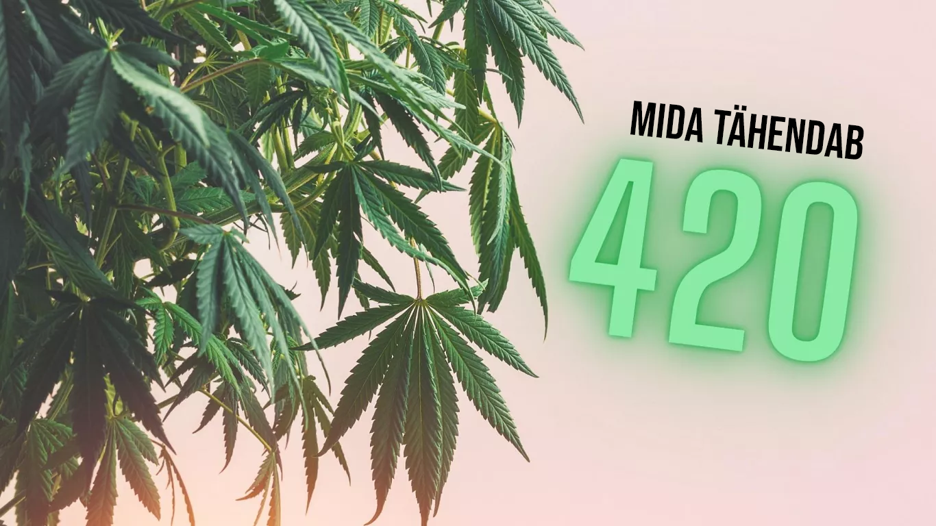 Mida tähendab 420 numbriühend: päritolu ja tähtsus