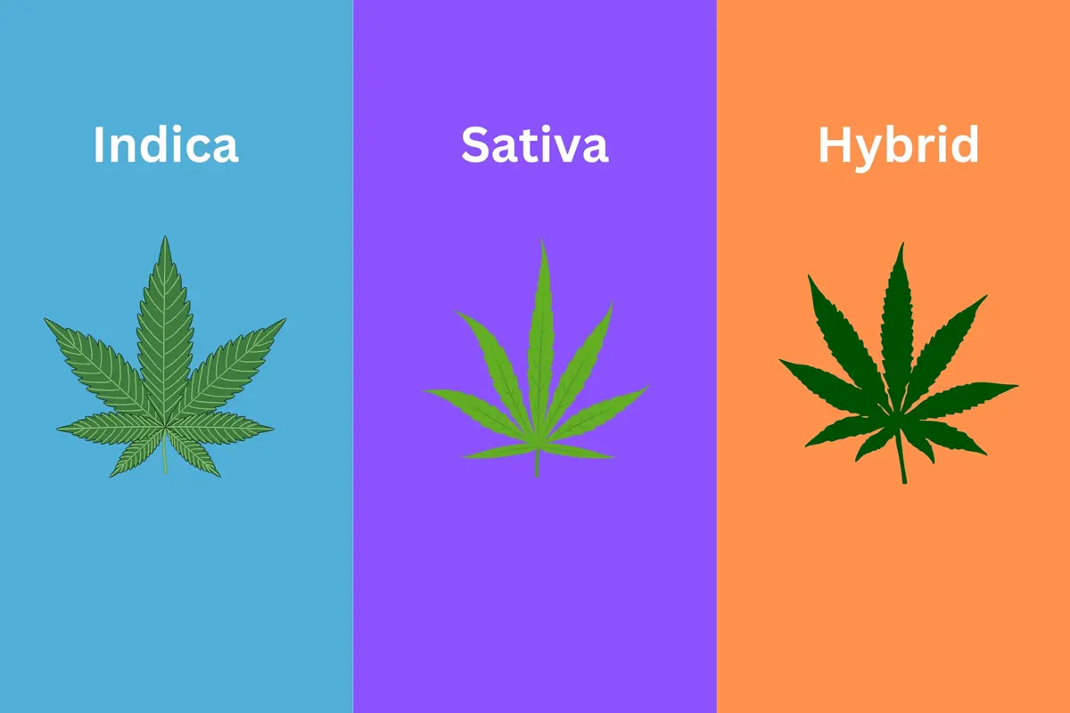 Sativa, Indica ja hübriid — mis vahe ja miks see algajat huvitab