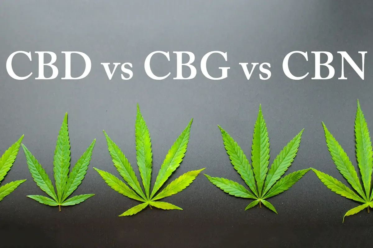 CBD, CBG ja CBN lihtsas keeles – mis need on, kuidas neid kasutatakse ja mis on Eestis lubatud